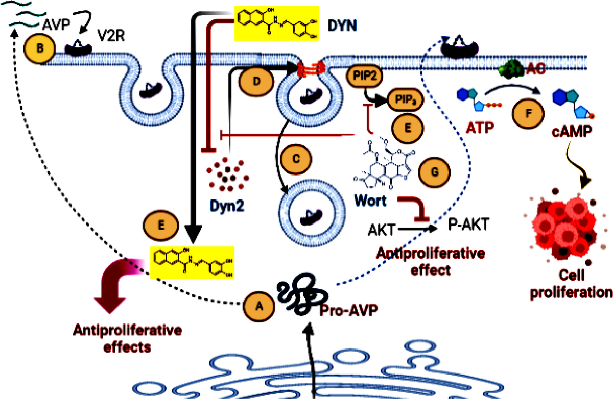 Vasopressin induces apoptosis but does not enhance the antiproliferative  effect of dynamin 2 or PI3KAkt inhibition in luminal A breast cancer cells  | Medical Oncology