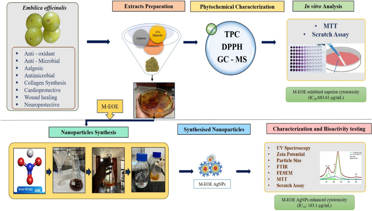 amla increases glutathione levels study Functional and Nutraceutical Significance of (Phyllanthus emblica L.): A Review In vitro assessment of anti-glioblastoma