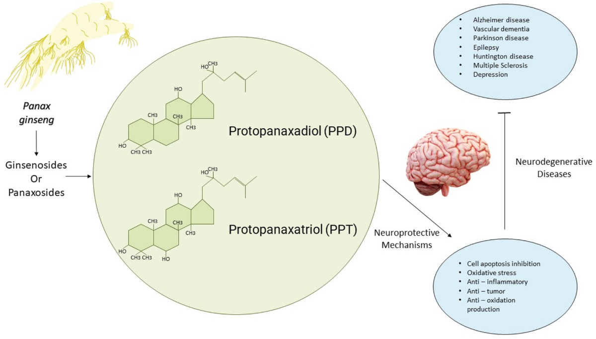 Ginsenosides for brain