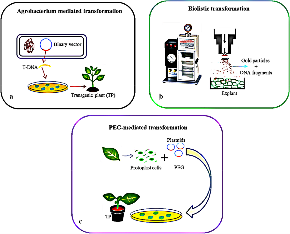 Agrobacterium tumefaciens-Mediated Plant Transformation: A Review |  Molecular Biotechnology