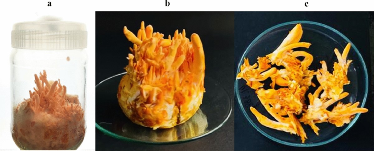 Conservation of Endangered Cordyceps sinensis Through Artificial Cultivation Strategies of C. militaris, an Alternate | Molecular Biotechnology | Springer Natur