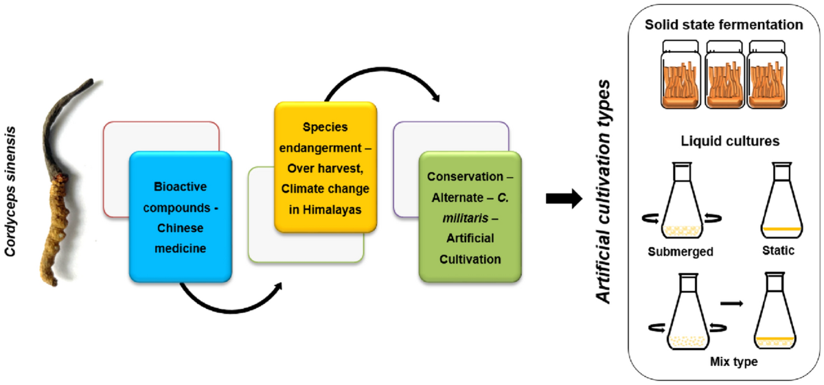 Conservation of Endangered Cordyceps sinensis Through Artificial Cultivation Strategies of C. militaris, an Alternate | Molecular Biotechnology | Springer Natur