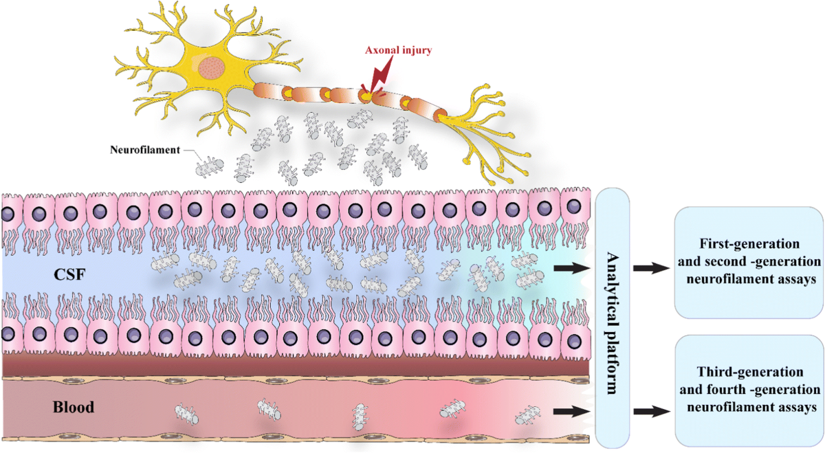 Neurofilament Light Chain as a Biomarker, and Correlation with Magnetic  Resonance Imaging in Diagnosis of CNS-Related Disorders | Molecular  Neurobiology | Springer Nature Link