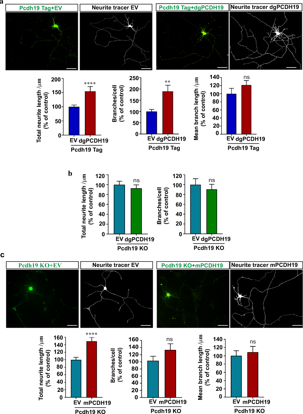 Disrupted Excitatory Synaptic Contacts and Altered Neuronal Network  Activity Underpins the Neurological Phenotype in PCDH19-Clustering Epilepsy  (PCDH19-CE) | Molecular Neurobiology