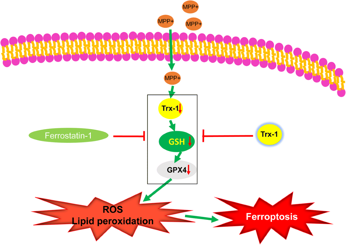 Thioredoxin-1 Rescues MPP+/MPTP-Induced Ferroptosis by Increasing  Glutathione Peroxidase 4 | Molecular Neurobiology