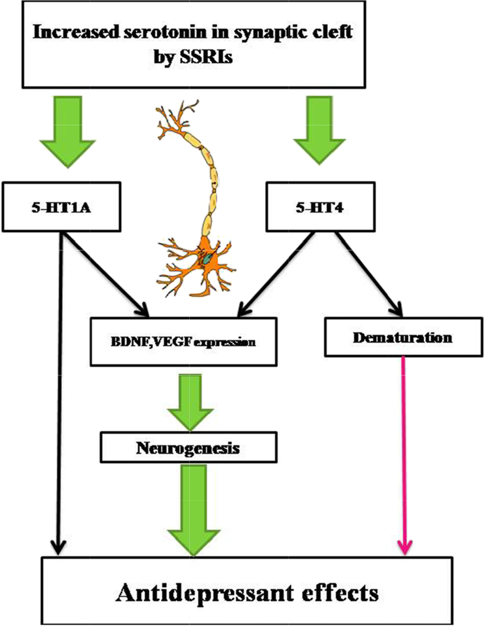 Neuroanatomical, Biochemical, and Functional Modifications in Brain Induced  by Treatment with Antidepressants | Molecular Neurobiology