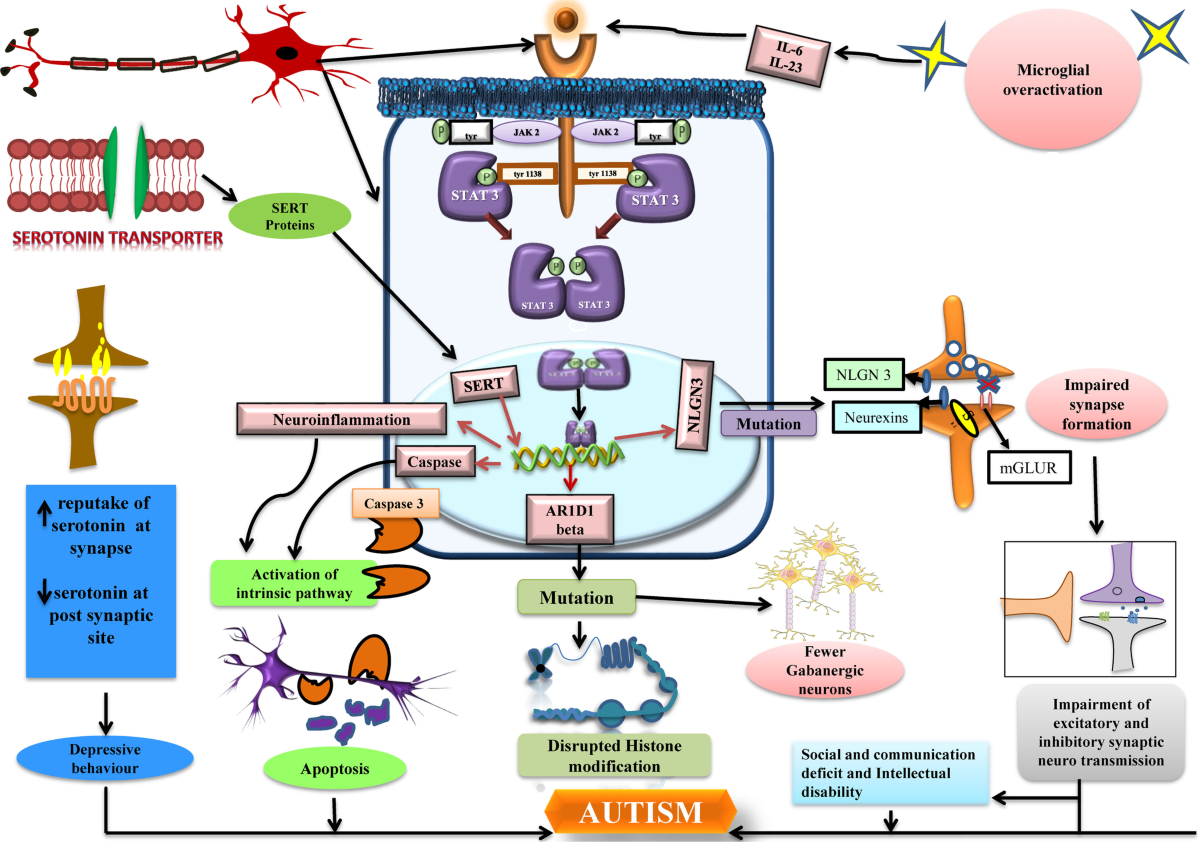 Role of JAK-STAT and PPAR-Gamma Signalling Modulators in the Prevention of  Autism and Neurological Dysfunctions | Molecular Neurobiology