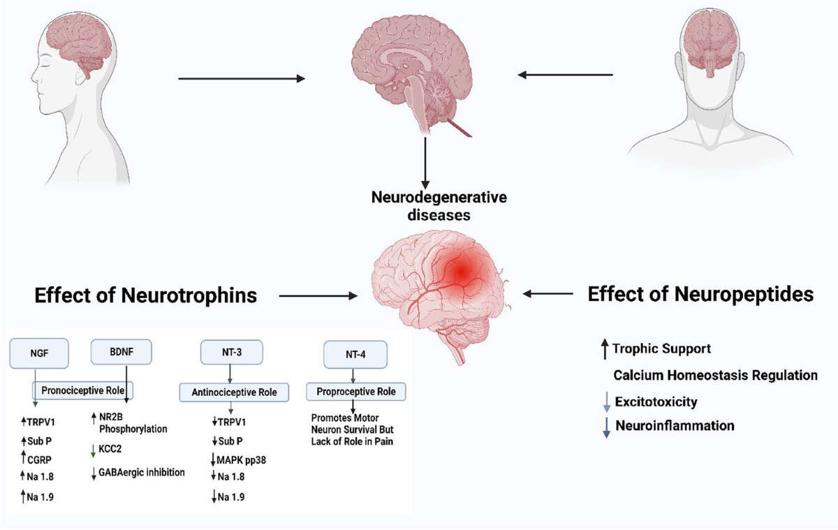dihexa neurotrophic effects RETRACTED ARTICLE: Exploring the Therapeutic Effect of Neurotrophins and Neuropeptides in Neurodegenerative Diseases: at a Glance | Molecular Neurobiology InfiniWell BPC-157 Rapid |