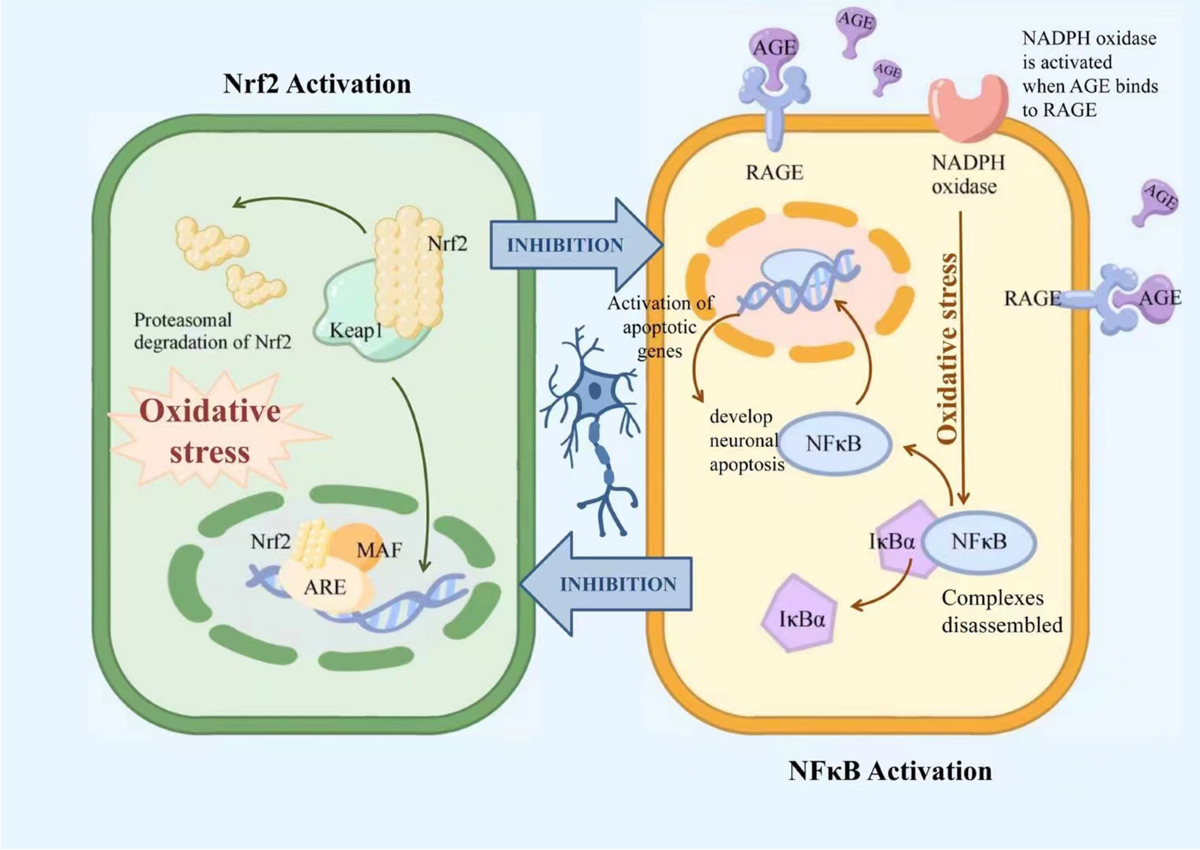 Oxidative Stress in Diabetic Peripheral Neuropathy: Pathway and Mechanism-Based Treatment | Molecular Neurobiology