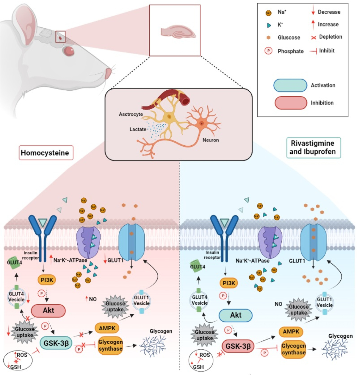 Homocysteine May Decrease Glucose Uptake and Alter the Akt/GSK3/GLUT1  Signaling Pathway in Hippocampal Slices: Neuroprotective Effects of  Rivastigmine and Ibuprofen | Molecular Neurobiology | Springer Nature Link