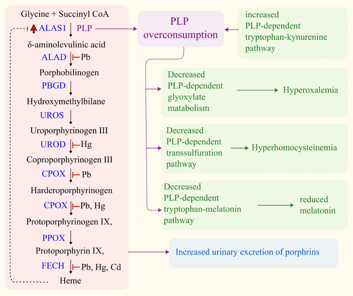 glutathione transdermal autism Abnormal Porphyrin Metabolism in Spectrum Disorder and Therapeutic Implications | Molecular Neurobiology ghk-cu subcutaneous dosage recommendations best-seller-badge Size:1L HDPE Jug