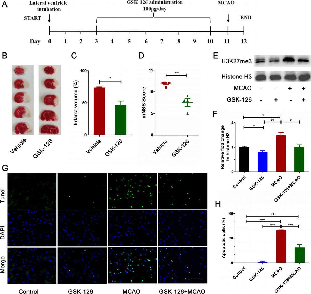 cerebrolysin epitalon bpd-157 ghk-cu lgd-4033 ostarine and mk-677 GSK-126 Attenuates Cell Apoptosis in Ischemic Brain Injury by Modulating the EZH2-H3K27me3-Bcl2l1 Axis | Molecular Neurobiology I get throat pain