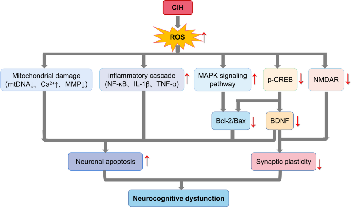 Role of Oxidative Stress in the Occurrence and Development of Cognitive  Dysfunction in Patients with Obstructive Sleep Apnea Syndrome | Molecular  Neurobiology