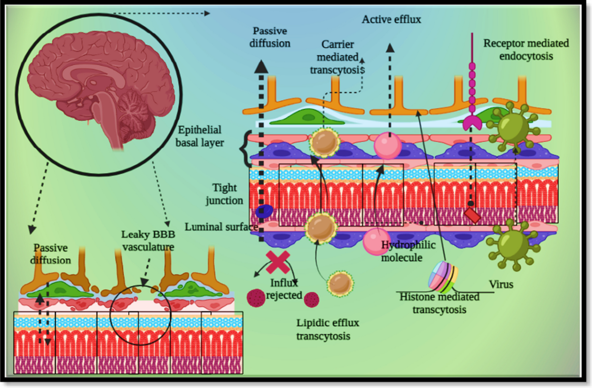 blood-brain barrier permeation nanoparticle ligand glutathione Functionalized Nanomaterials Capable of Crossing the BloodBrain BJNANO - Key for crossing