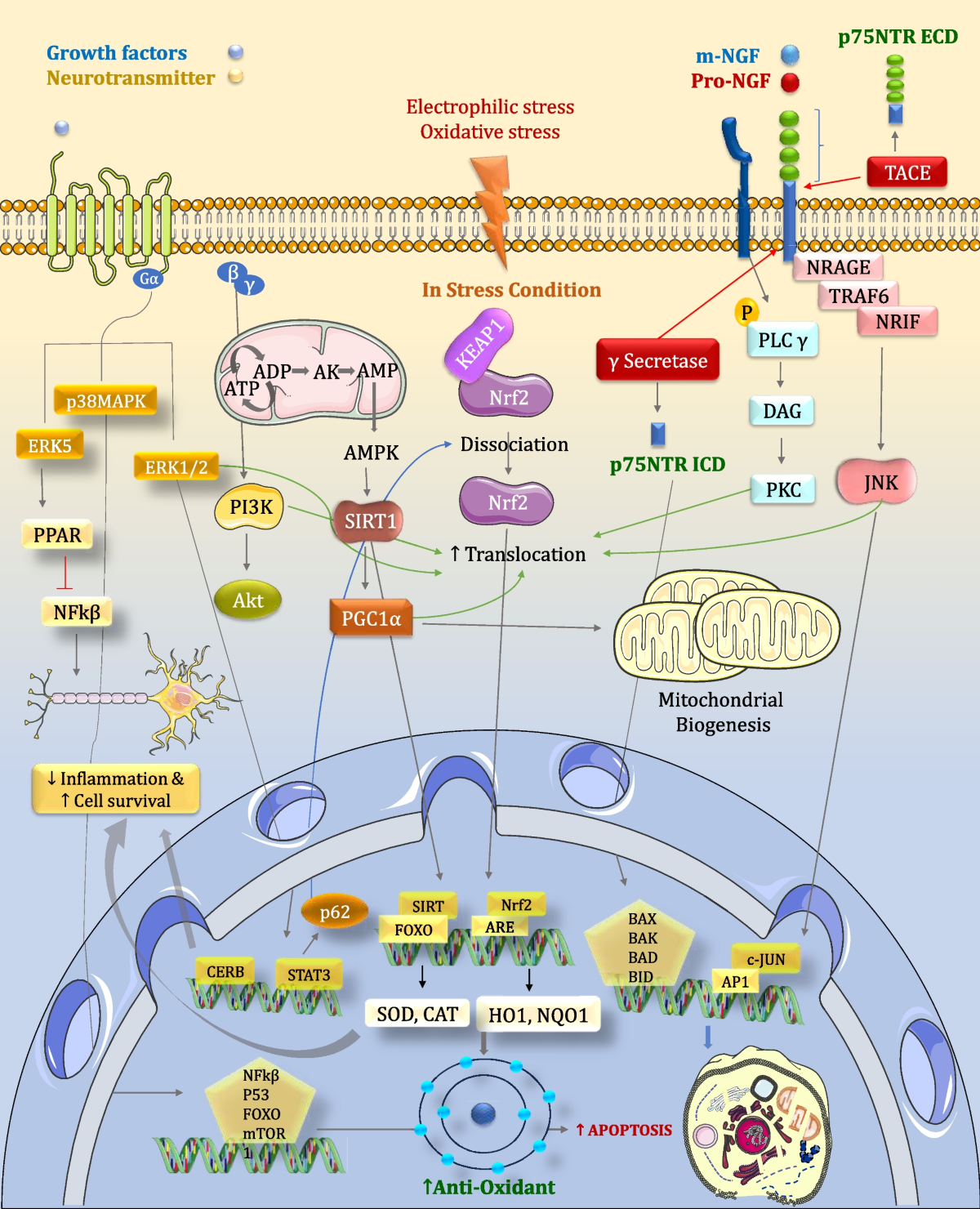 Investigating the Interplay Between the Nrf2/Keap1/HO-1/SIRT-1 Pathway and  the p75NTR/PI3K/Akt/MAPK Cascade in Neurological Disorders: Mechanistic  Insights and Therapeutic Innovations | Molecular Neurobiology