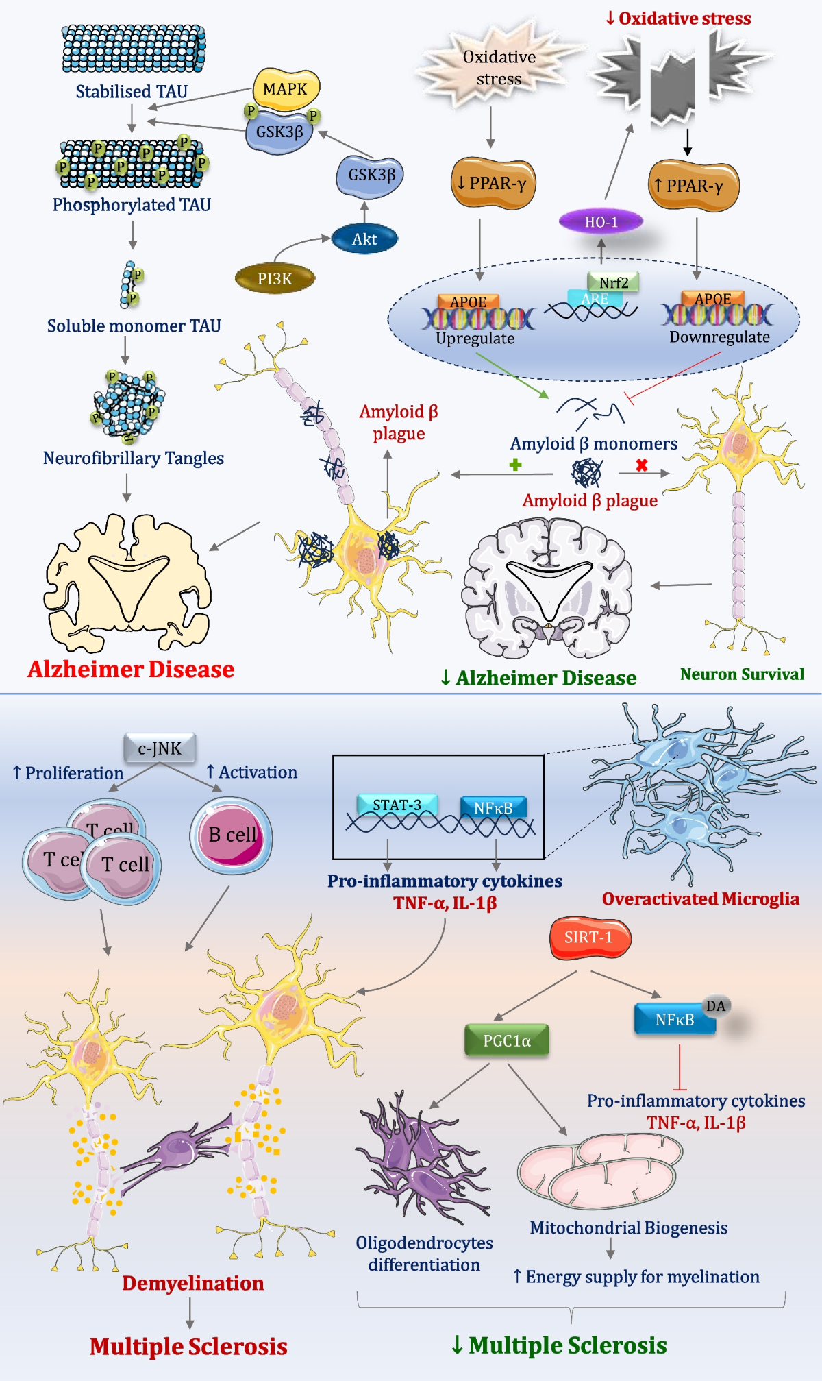 Investigating the Interplay Between the Nrf2/Keap1/HO-1/SIRT-1 Pathway and  the p75NTR/PI3K/Akt/MAPK Cascade in Neurological Disorders: Mechanistic  Insights and Therapeutic Innovations | Molecular Neurobiology