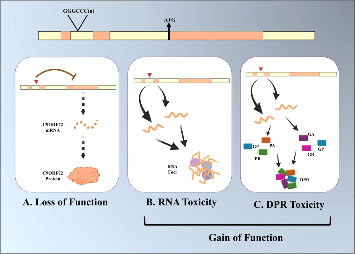 Amyotrophic Lateral Sclerosis: Focus on Cytoplasmic Trafficking and  Proteostasis | Molecular Neurobiology | Springer Nature Link