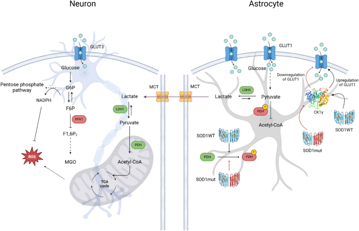 SOD1, A Crucial Protein for Neural Biochemistry: Dysfunction and Risk of Amyotrophic Lateral Sclerosis | Molecular Neurobiology