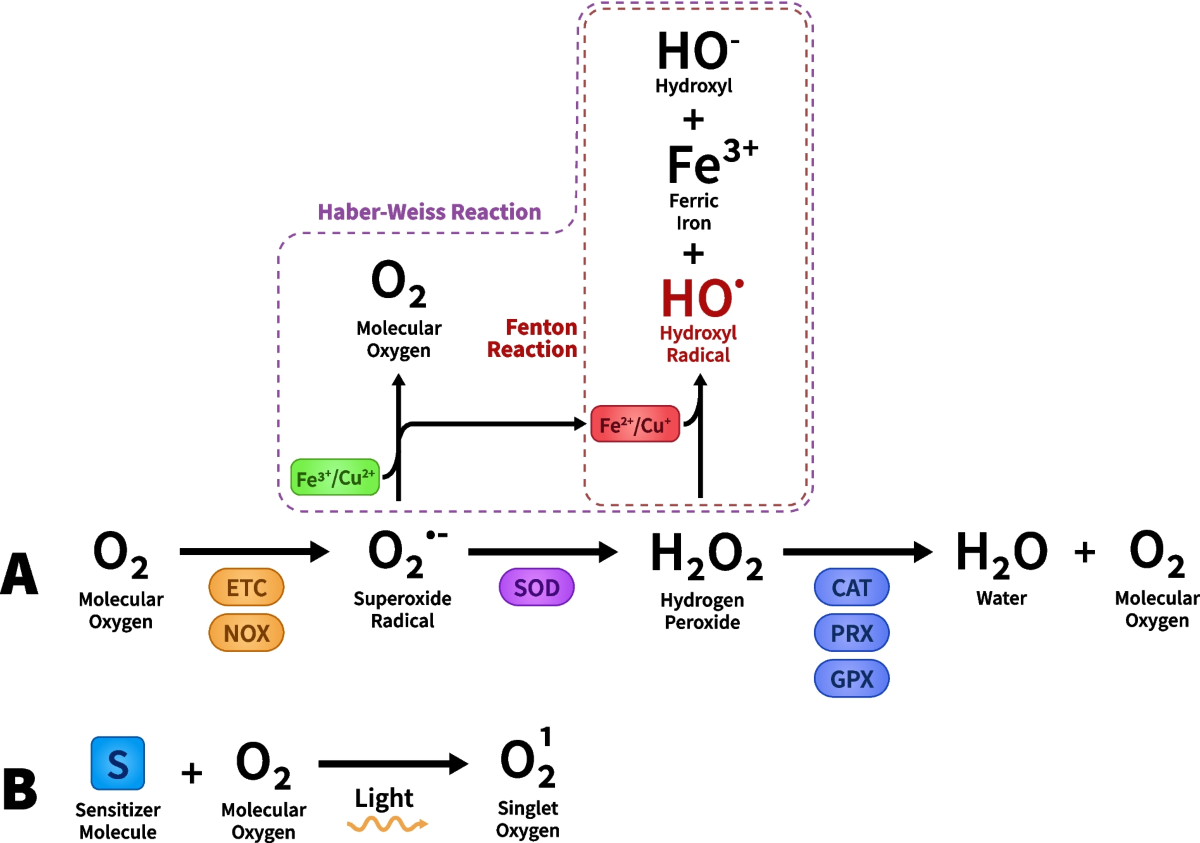 perricone md essential fx acyl glutathione moisturizer β-Nicotinamide mononucleotide alleviates Alcohol-Induced liver injury in a  mouse model through activation of NAD+/SIRT1 signaling pathways | Hereditas