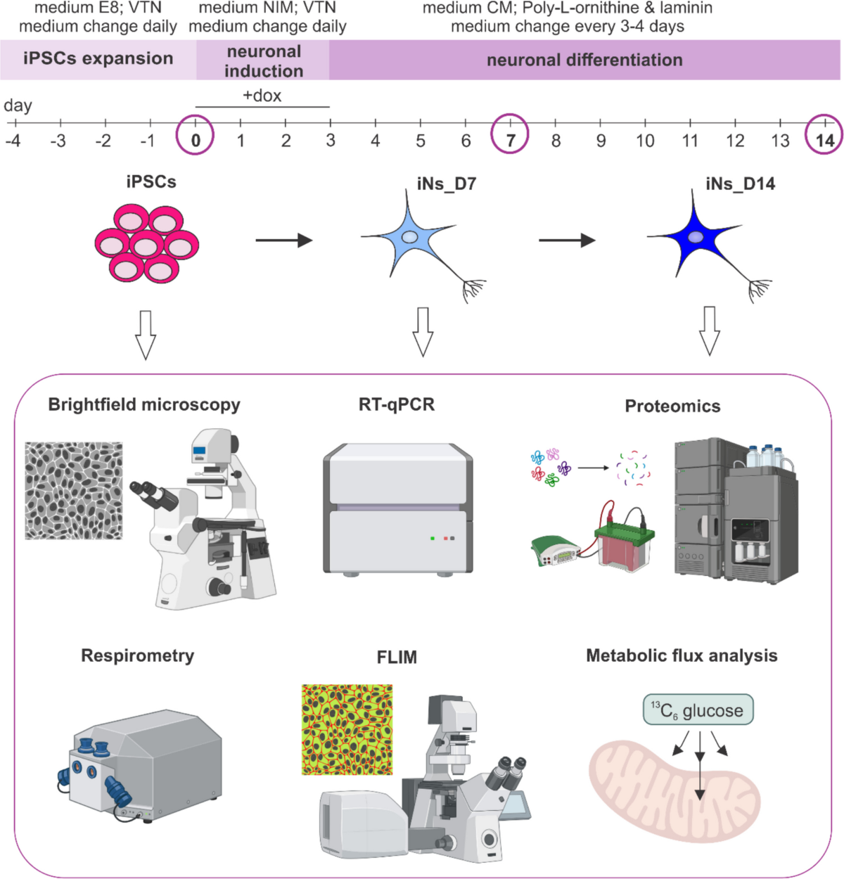 canprev liposomal glutathione Development of Cellular Energy Metabolism During Differentiation of Human  iPSCs into Cortical Neurons | Molecular Neurobiology