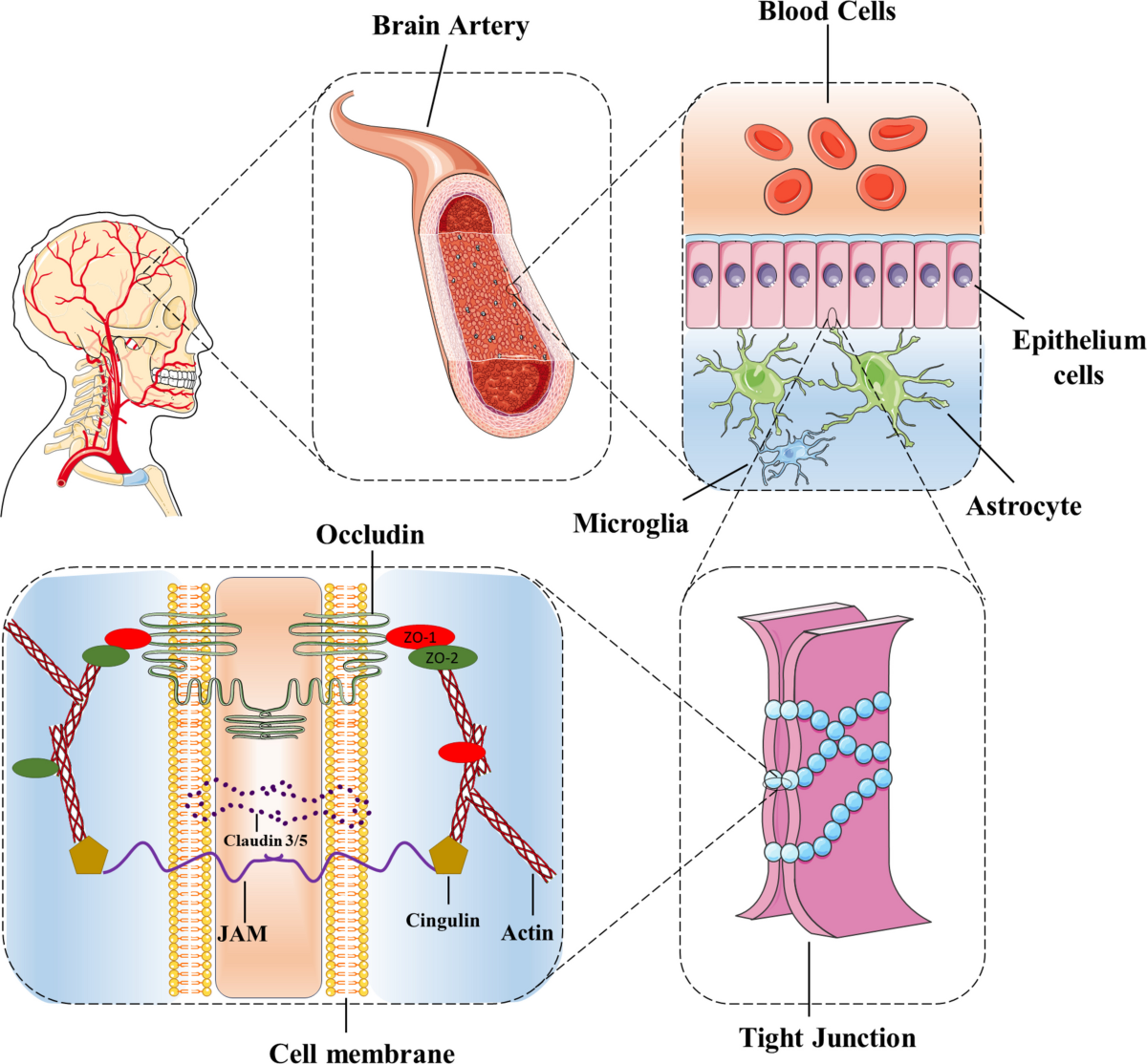 oral glutathione bioavailability gut breakdown microbiota-related metabolism is key mechanism for sulforaphane ameliorating ulcerative colitis Acetyl-Glutathione 100 mg
