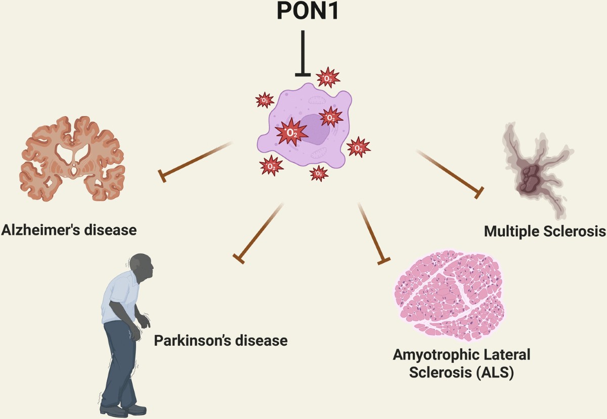 ghk-cu contraindications wilson's disease Wilson Disease - Gastrointestinal