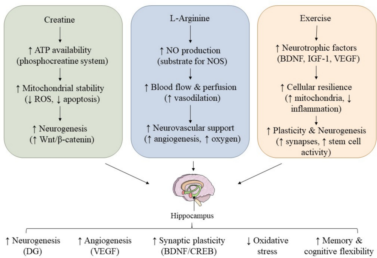 hormonesynergy s acetyl glutathione Best Form of Glutathione: Oral, Liposomal, S-Acetyl or IV?  HormoneSynergy