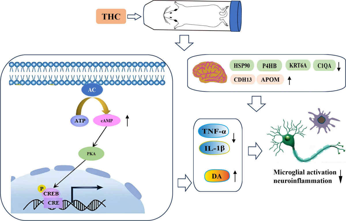 Tetrahydrocurcumin for Major Depressive Disorder with Therapeutic Potential and Mechanistic Insights from Clinical and Preclinical Studies | Molecular Neurobiology | Springer Nature Link Tetrahydrocurcumin for Major Depressive Disorder with Therapeutic Potential and Mechanistic Insights from Clinical and Preclinical Studies | Molecular Neurobiology | Springer Nature Link