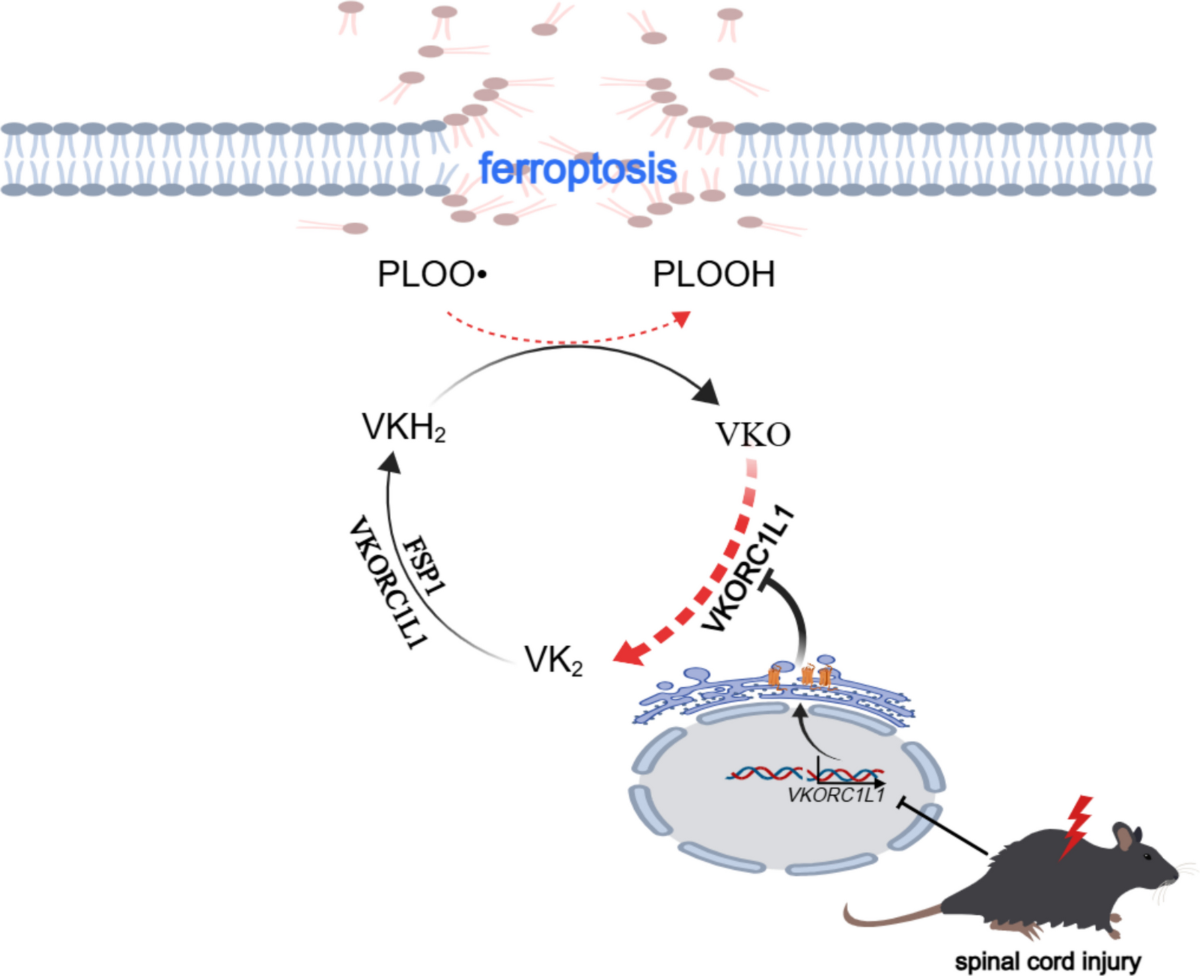 n acetylcysteine glutathione precursor N-acetyl-l-cysteine averts ferroptosis by fostering glutathione peroxidase  4