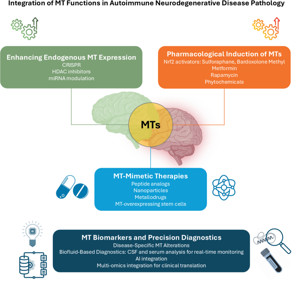 Metallothioneins in Neurodegenerative Diseases: Metal Homeostasis,  Autoimmunity, and Therapeutic Potential | Molecular Neurobiology