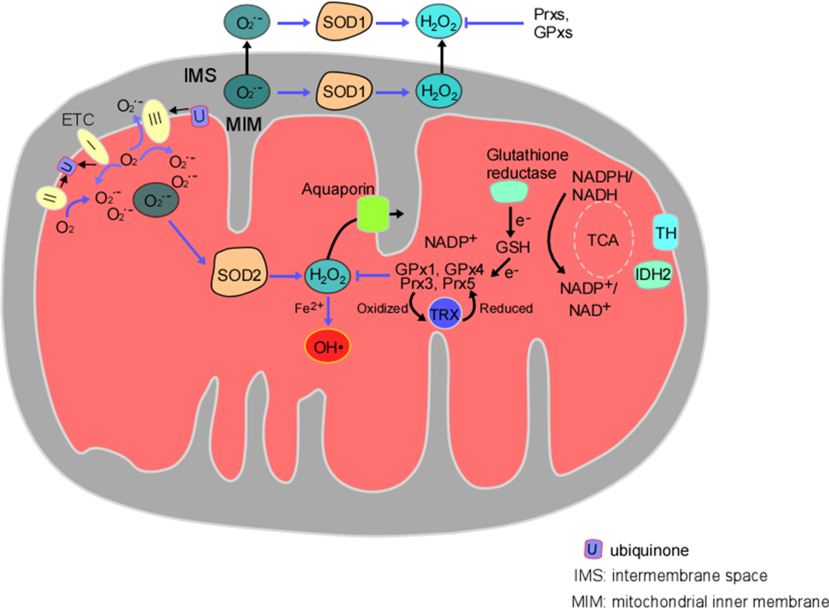 glutathione peotide Glutathione - an overview