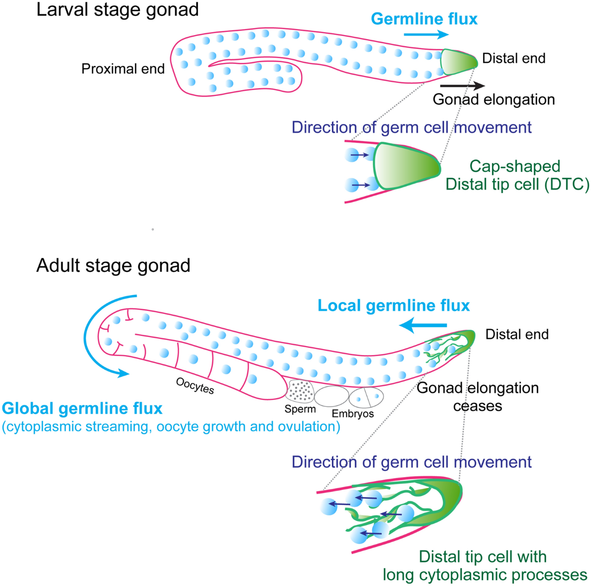 melanotan for ed Melanotan II Erectile Dysfunction Studies: What the Evidence Actually Shows