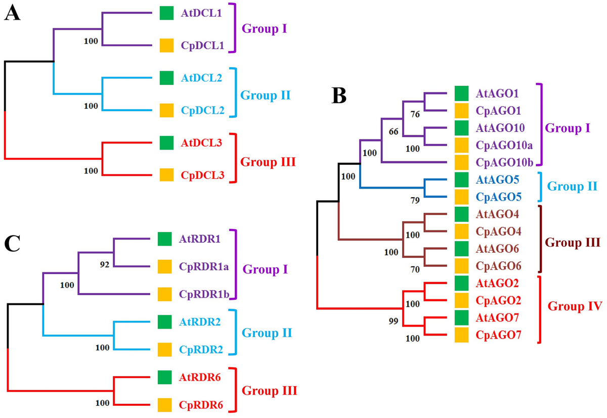Nomogram Based on Clinical and Radiomics Data for Predicting  Radiation-induced Temporal Lobe Injury in Patients with Non-metastatic  Stage T4 Nasopharyngeal Carcinoma - Clinical Oncology, image size:1200x827