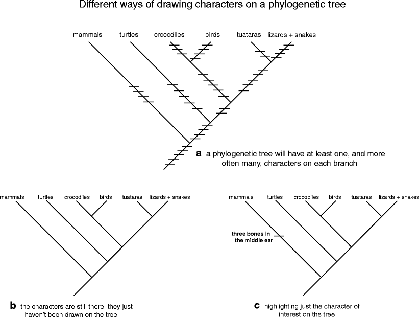 How to Read a Phylogenetic Tree | Evolution: Education and 