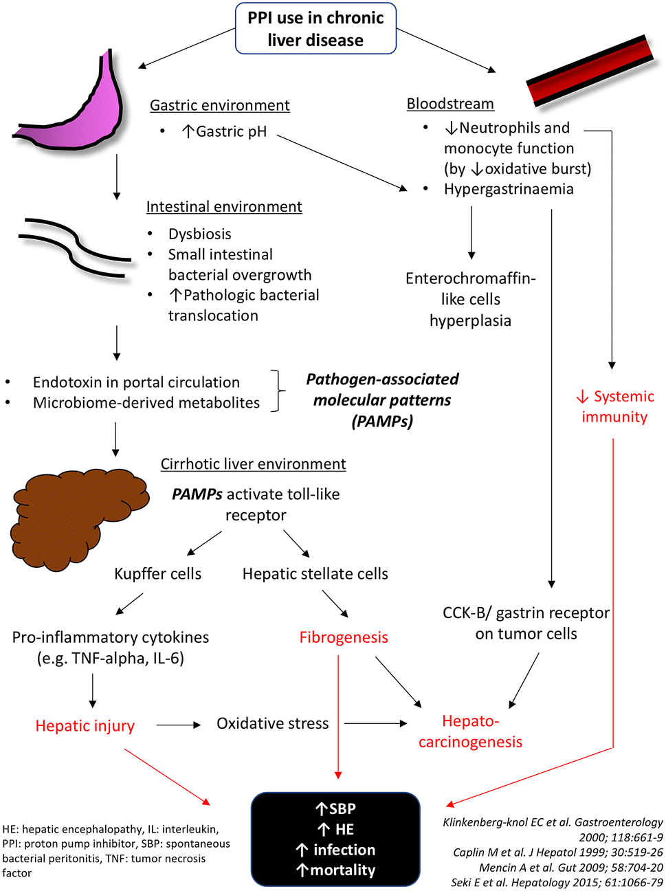 Proton pump inhibitors in chronic liver disease: accomplice or bystander? |  Hepatology International | Springer Nature Link