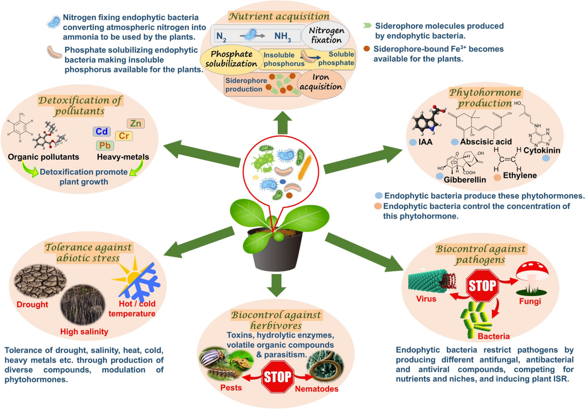 Invisible Inhabitants of Plants and a Sustainable Planet: Diversity of  Bacterial Endophytes and their Potential in Sustainable Agriculture |  Indian Journal of Microbiology, image size:1200x840