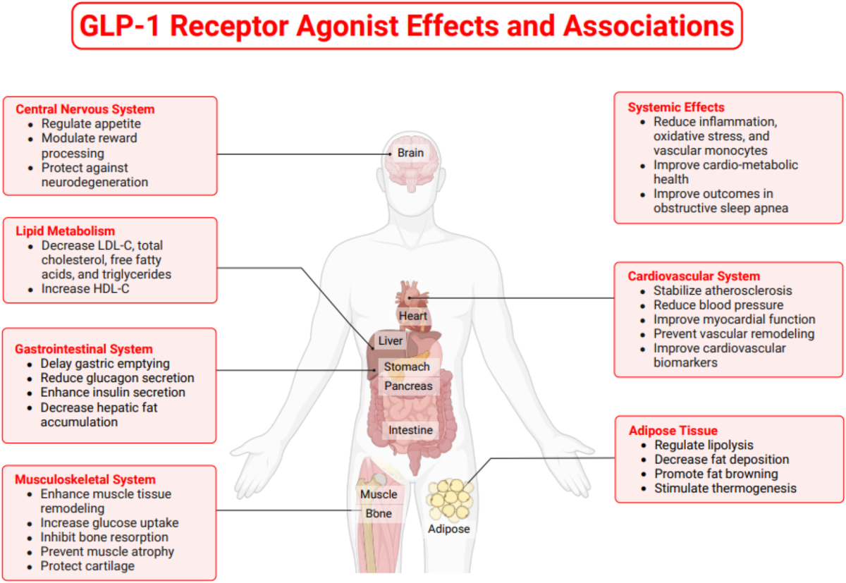 glp 1 atherosclerosis The Role of GLP-1RA Medications in Medical Weight Loss and the Positive  Impacts on Lipid Management | Current Cardiovascular Risk Reports