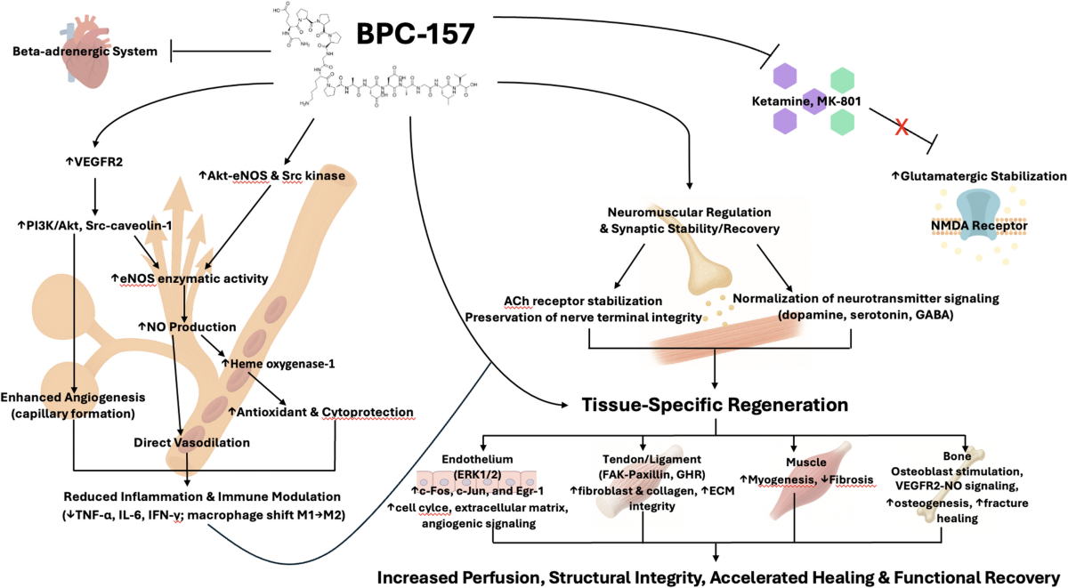 essential nutrition bpc 157 reviews Regeneration or Risk? A Narrative Review of BPC-157 for Musculoskeletal  Healing | Current Reviews in Musculoskeletal Medicine
