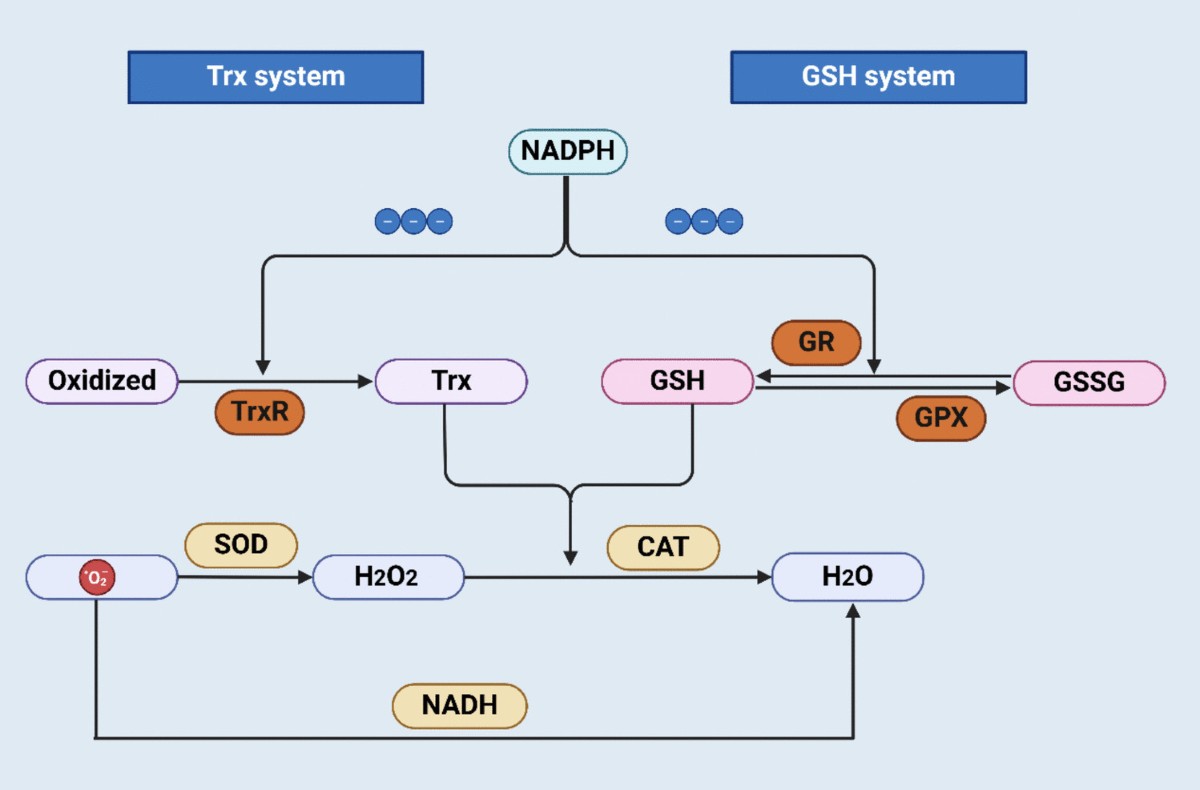 Evaluation and mechanism of the antioxidant activity of lactic acid  bacteria | Folia Microbiologica