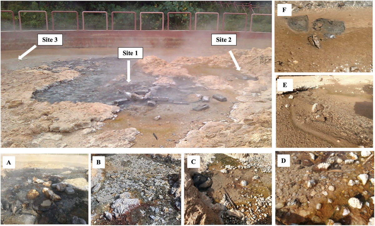 Discovering rare thermophilic Parageobacillus caldoxylosilyticus from hot  spring with early plastic-degrading potential revealed from bioassays and  gene annotation studies | Folia Microbiologica