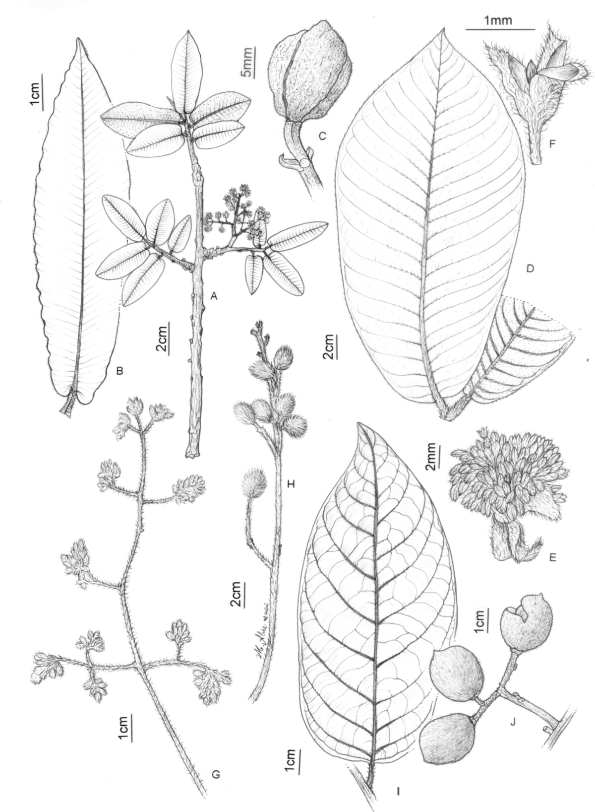 Myristicaceae in Acre, Brazil | Brittonia, image size:1200x1636