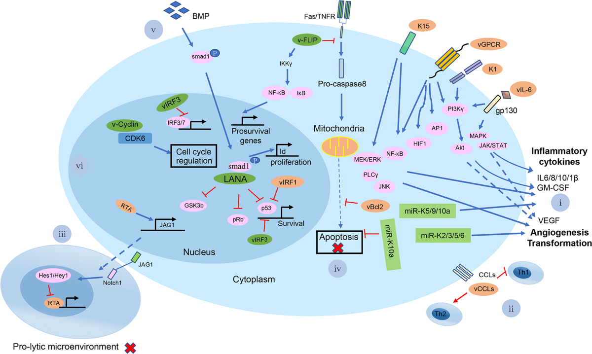 Towards Better Understanding of KSHV Life Cycle: from Transcription and  Posttranscriptional Regulations to Pathogenesis | Virologica Sinica