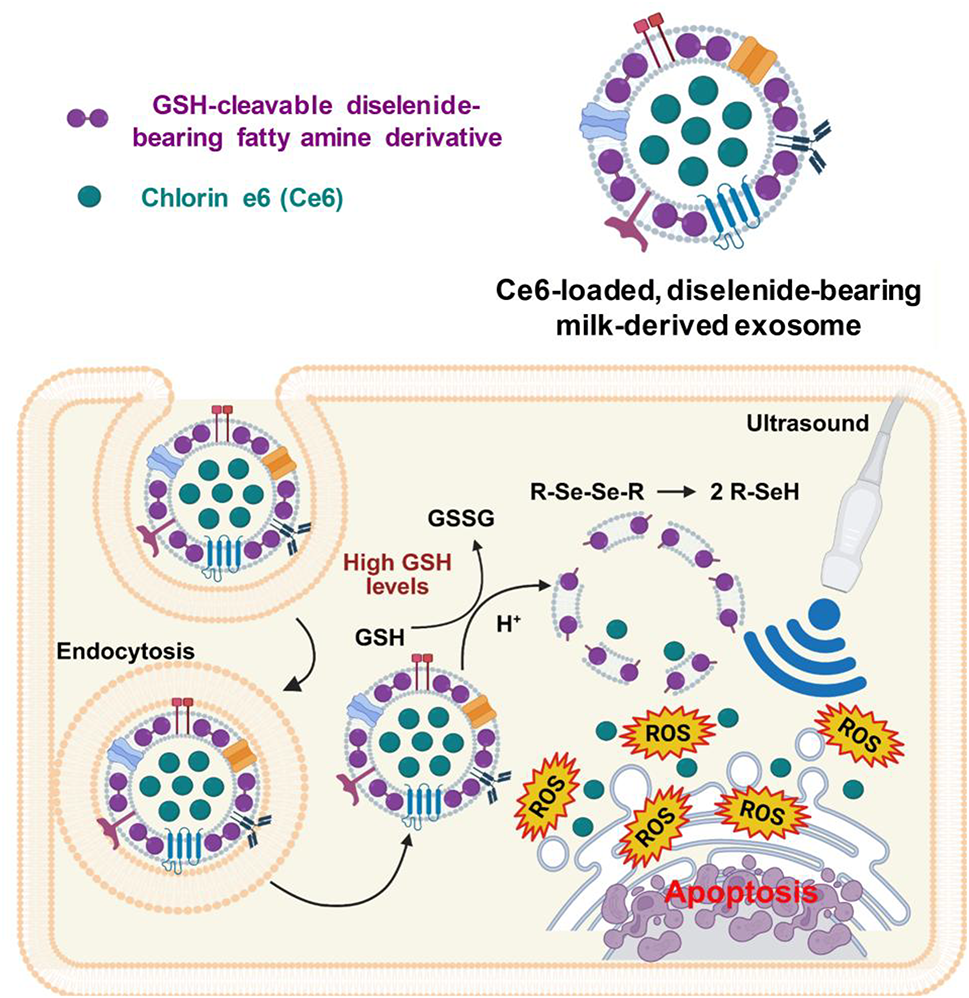 Glutathione-responsive milk-derived exosomes for safe and efficient  sonodynamic cancer therapy | Biotechnology and Bioprocess Engineering