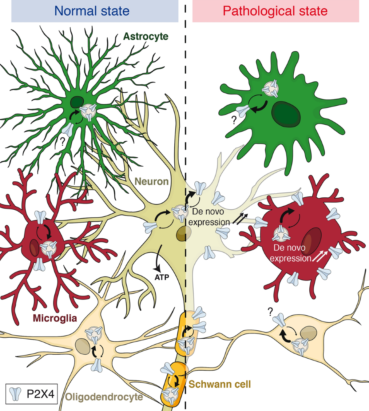 Implication of Neuronal Versus Microglial P2X4 Receptors in Central Nervous  System Disorders