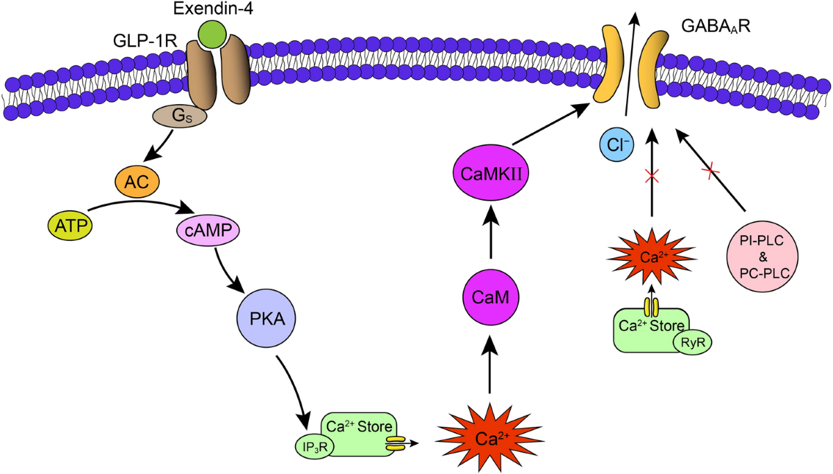 exendin based glp 1 Signaling Mechanism for Modulation by GLP-1 and Exendin-4 of GABA Receptors  on Rat Retinal Ganglion Cells | Neuroscience Bulletin