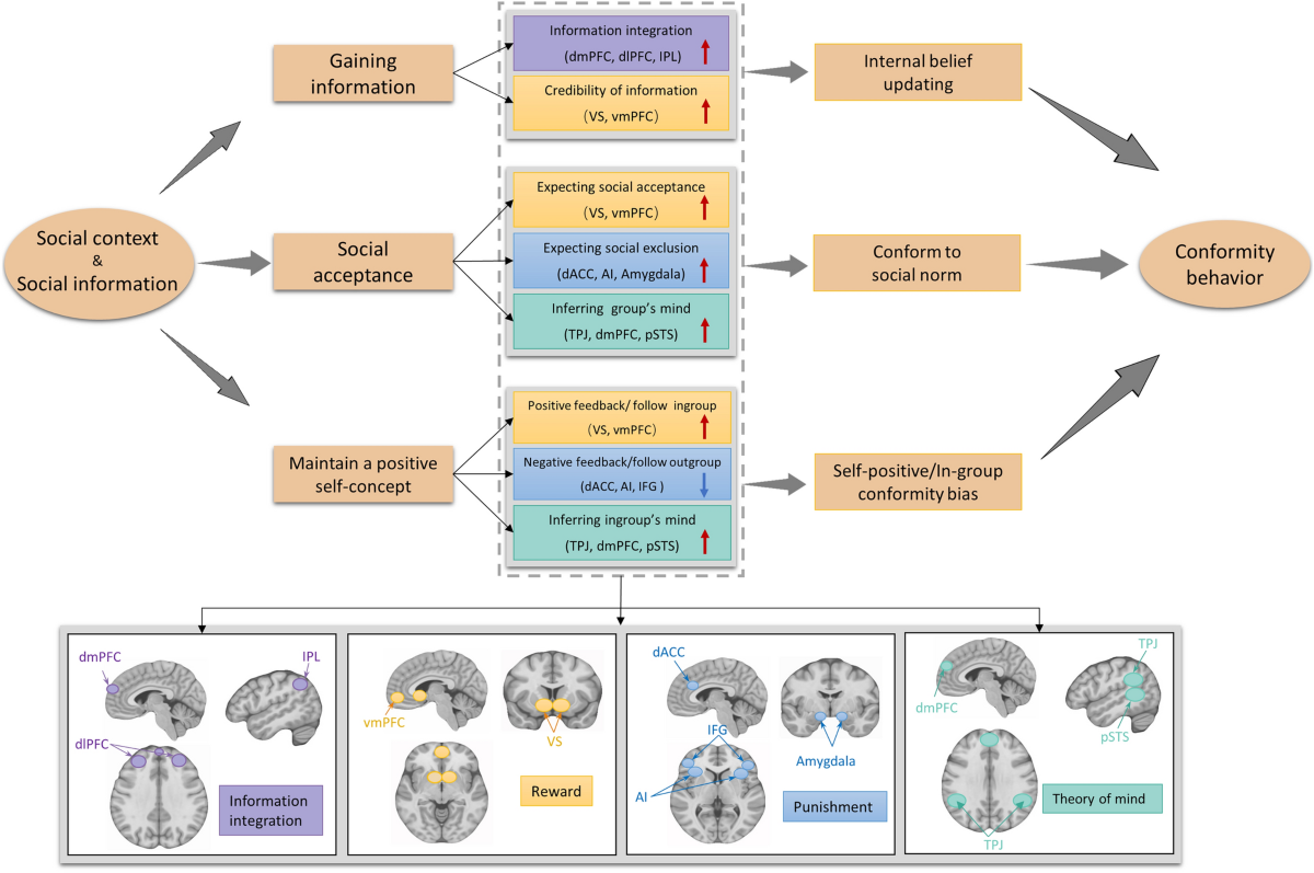 Human Social Conformity and Brain
