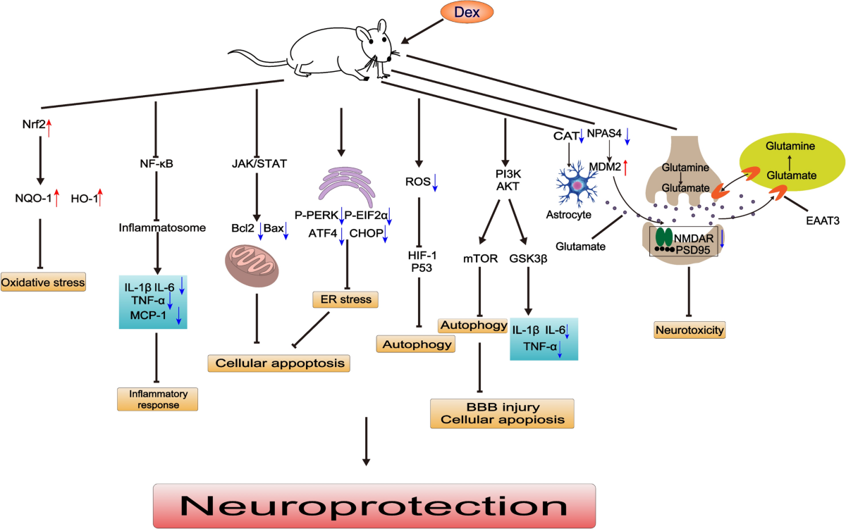 The Role of Intravenous Anesthetics for Neuro: Protection or Toxicity? |  Neuroscience Bulletin