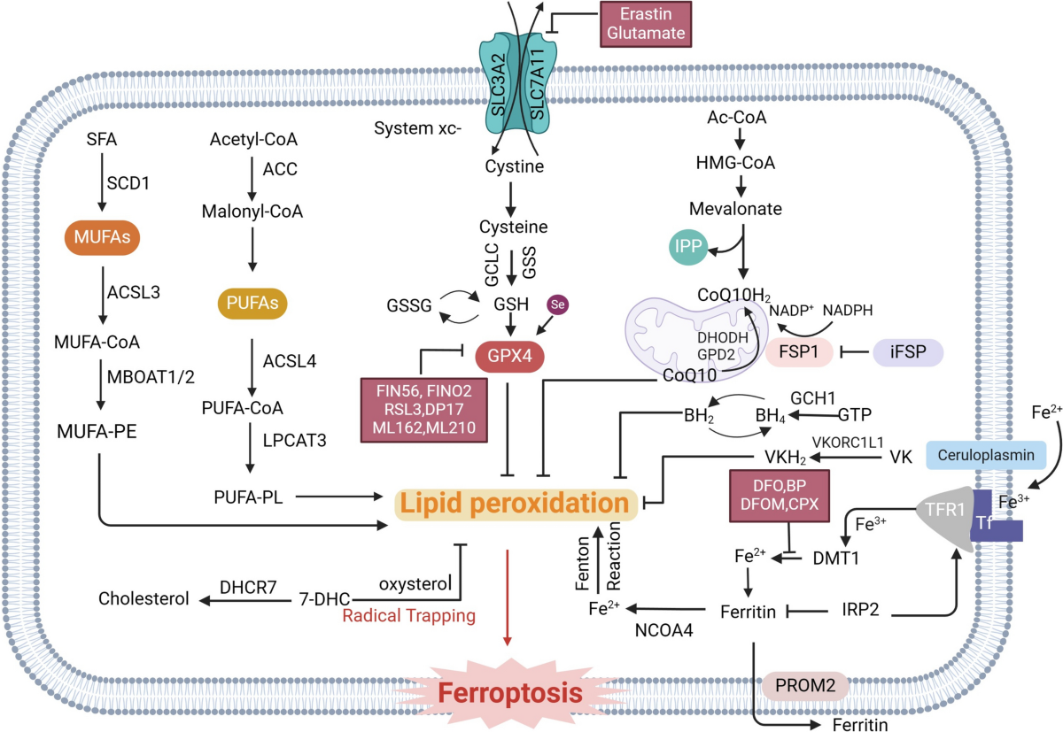 The Role and Mechanisms of Ubiquitin-Proteasome System-Mediated Ferroptosis in Neurological Disorders | Neuroscience Bulletin