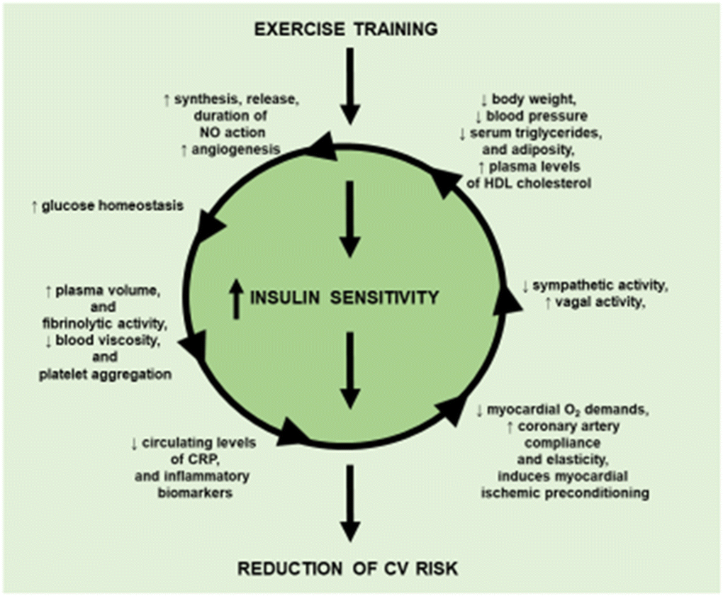 Modulation of Insulin Sensitivity by Exercise Training: Implications for Cardiovascular Prevention | Journal of Cardiovascular Translational Research | Springer Nature Link Modulation of Insulin Sensitivity by Exercise Training: Implications for Cardiovascular Prevention | Journal of Cardiovascular Translational Research | Springer Nature Link