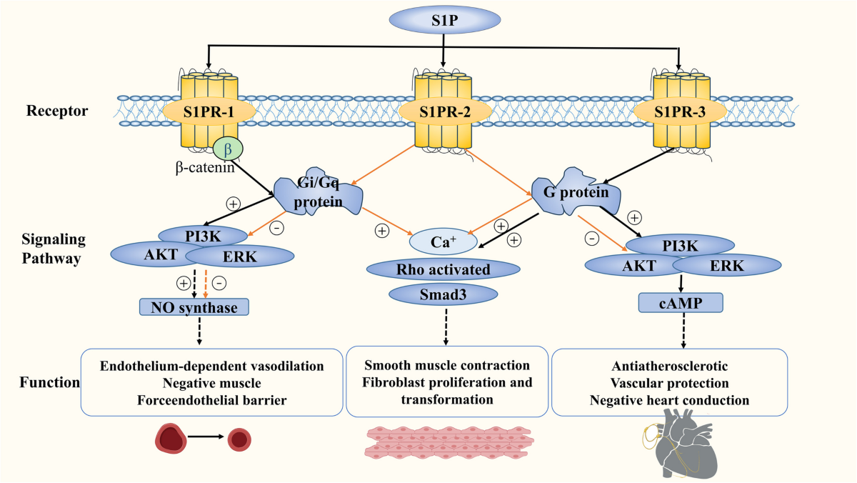 Phospholipid Research Tools | News \u0026 Announcements | Cayman Chemical, image size:1200x676